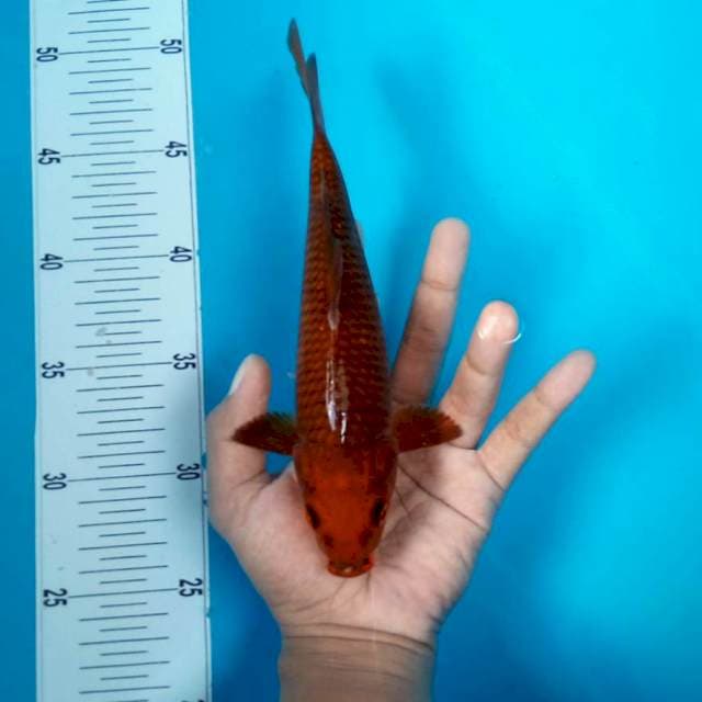 TEMBAGA #24CM