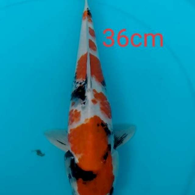 tategoi sowa