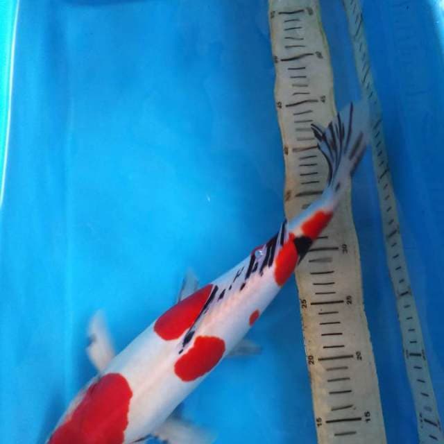 HWC (S of T)sanke male 40cm