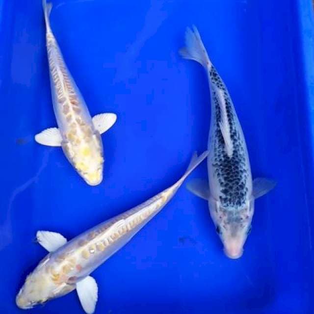SPESIAL KAWARIMONO
