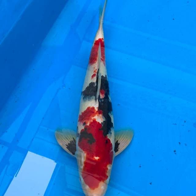 Momotaro Showa Male 42cm