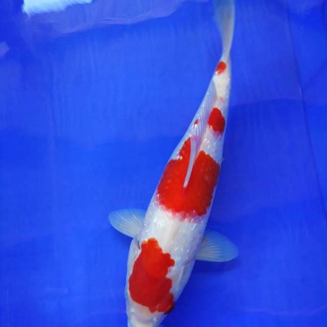 HWC (S of T)ginrin 35cm