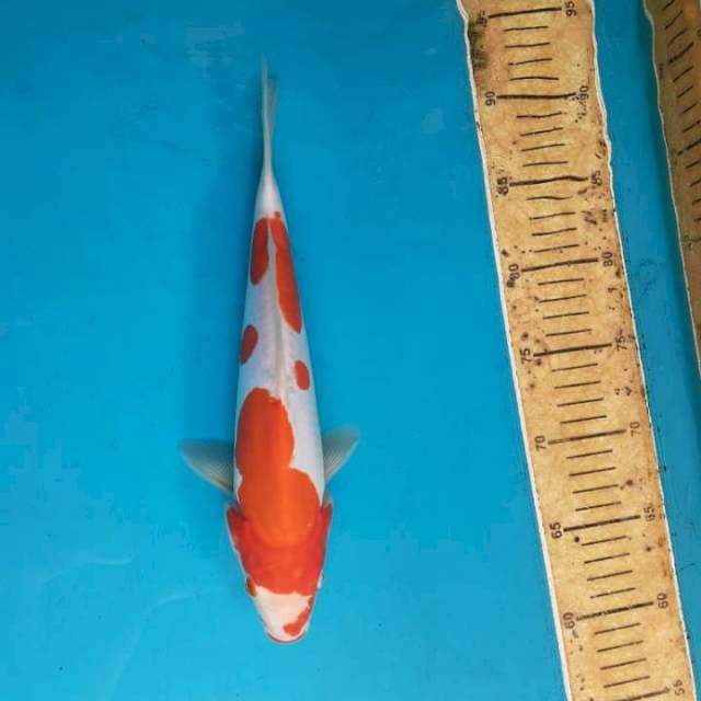 Kohaku