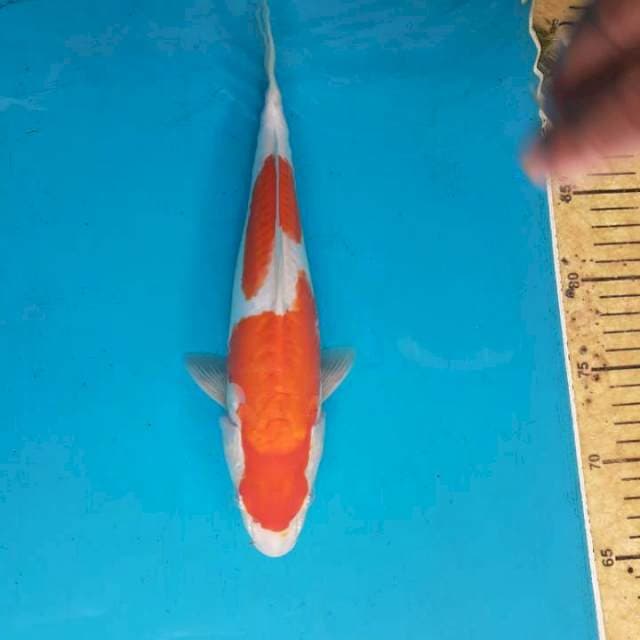Kohaku