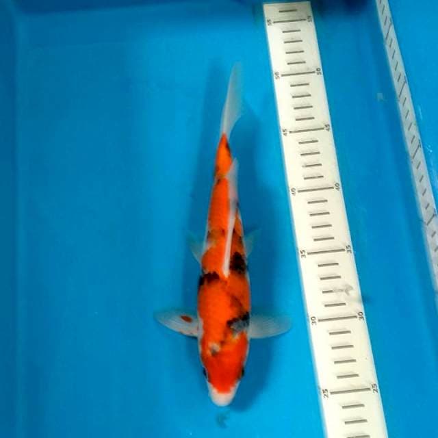 Showa 24 cm