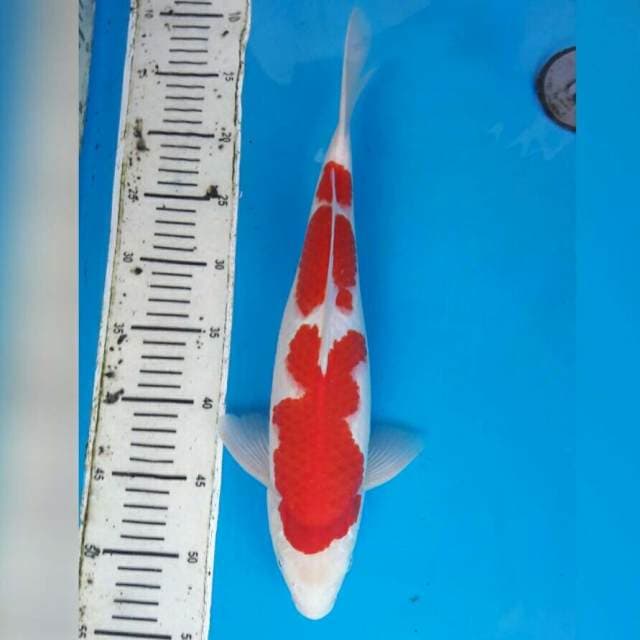 KOHAKU SUPER MALE 38CM