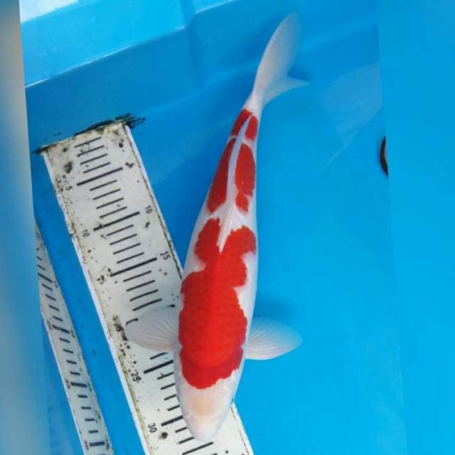 KOHAKU SUPER MALE 38CM