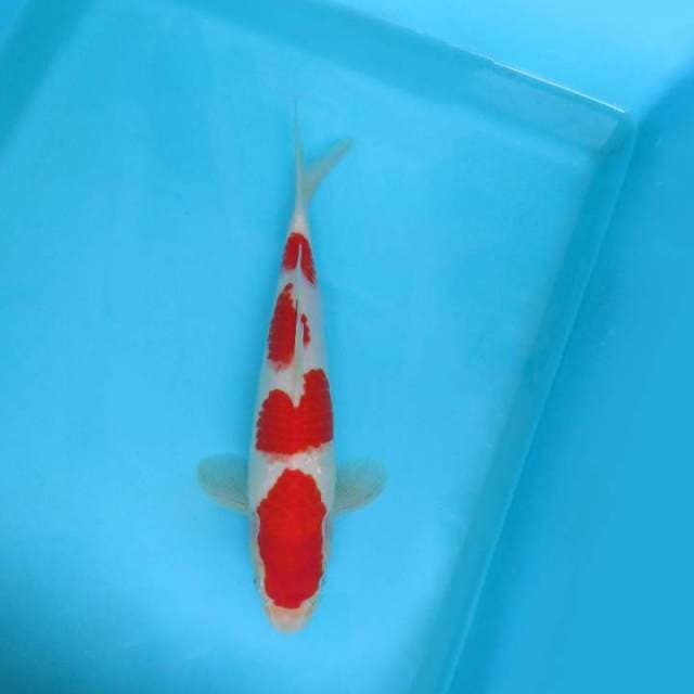 1. JUNAKOI ( SAITAMA ARENA ~ KOHAKU QUALITY )