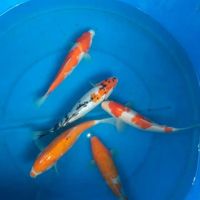 Sk mix koi