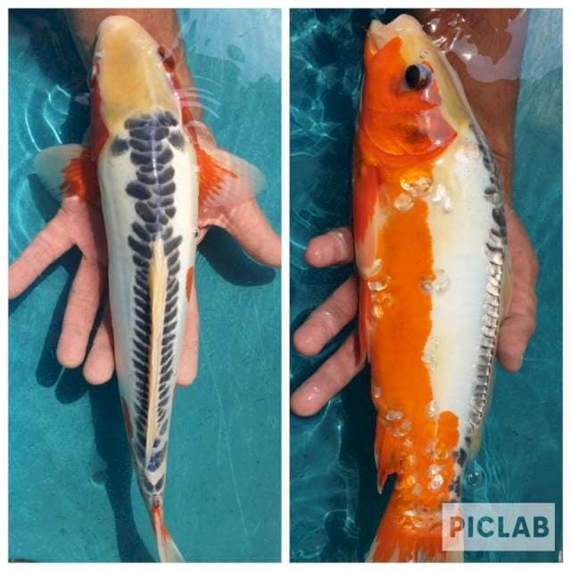 Shusui 37cm
