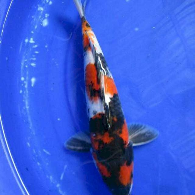 Showa ±30cm