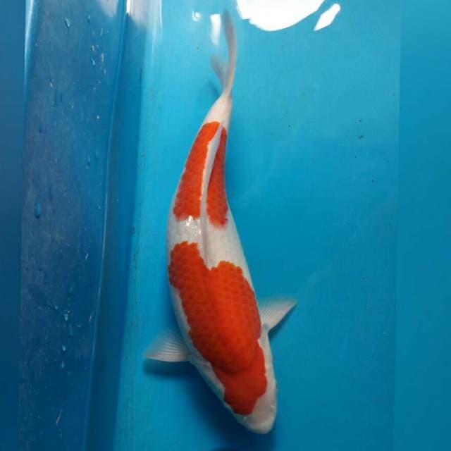 KOHAKU NIDAN SPESIAL