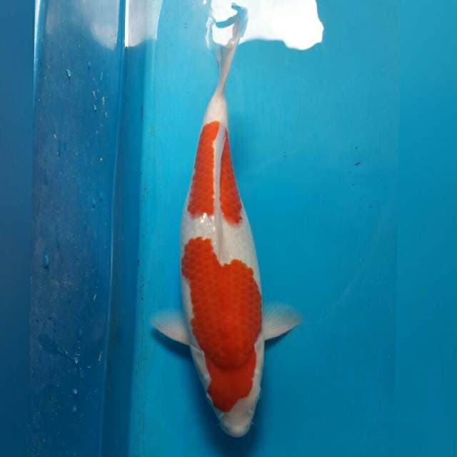 KOHAKU NIDAN SPESIAL