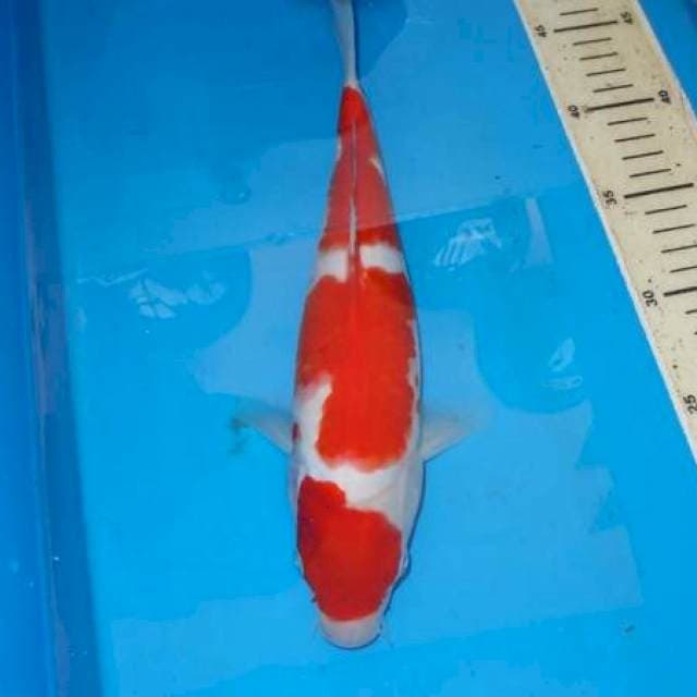 KOHAKU 3STP