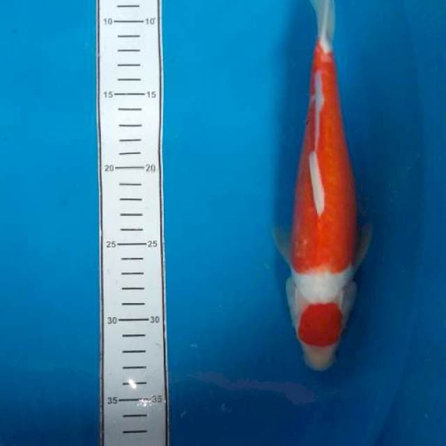 Tanco kohaku