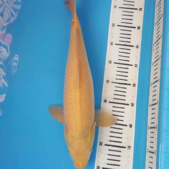 Karashi 45cm Calon Bulki