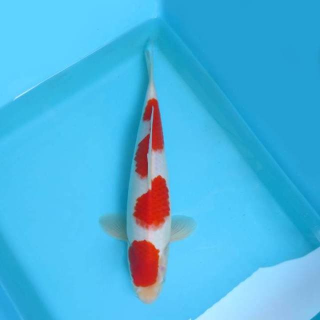 2. JUNAKOI ( HATORI HANZO ~ KOHAKU SPC ?