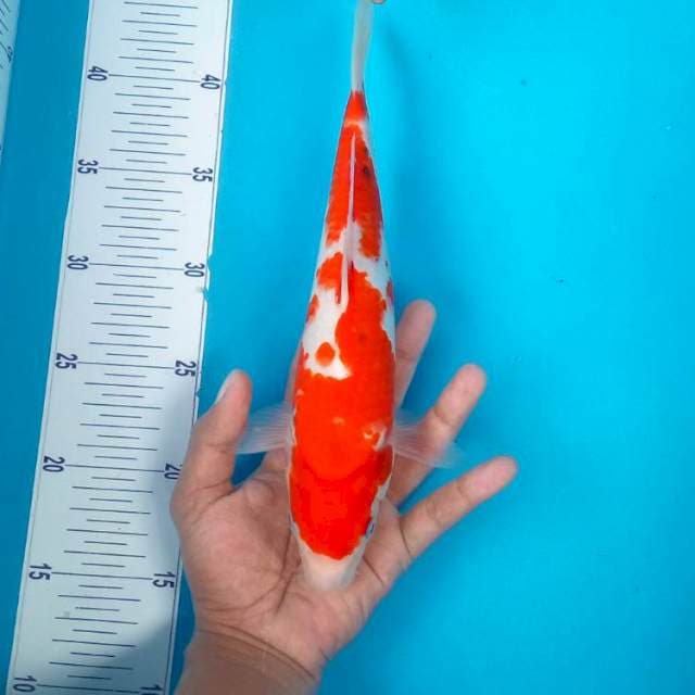 PROMO #27CM