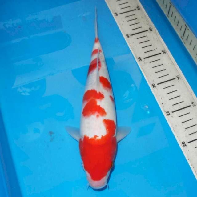 KOHAKU TOTOL TOTOL