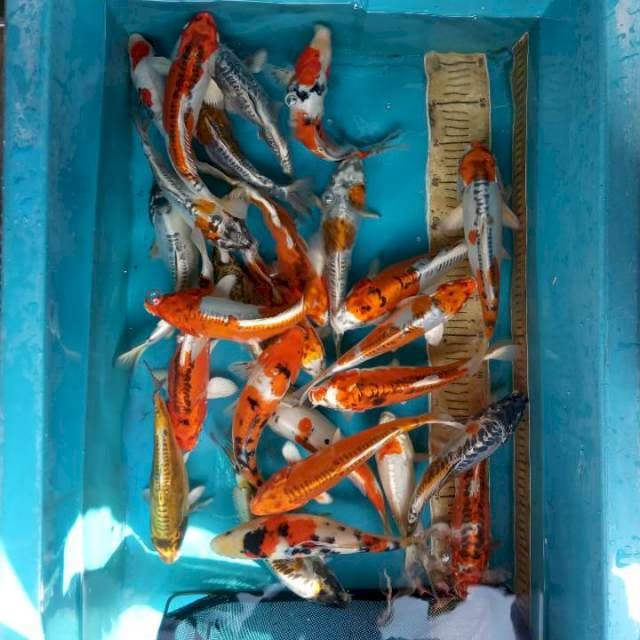 Mix antik