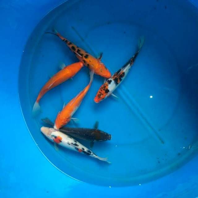 Sk mix koi 6