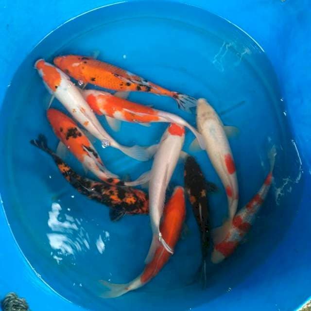 Sk mix koi 10a