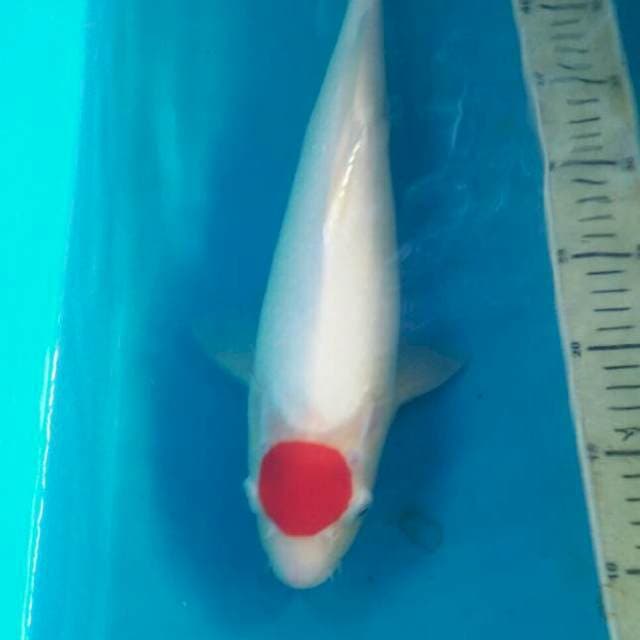 Tancho Kohaku, 38 cm
