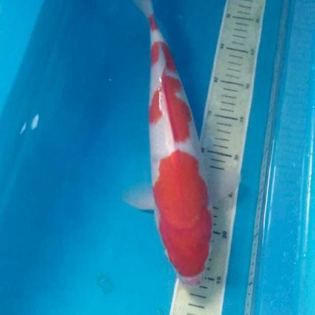 Kohaku, 39 cm