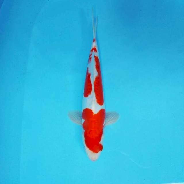 SAGA 5 ~ KOHAKU DOITSU