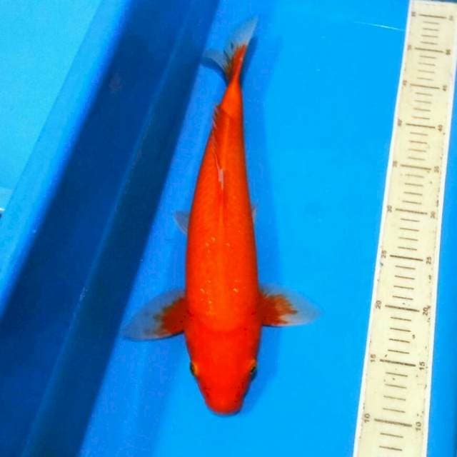 Benigoi merah