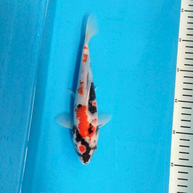 Showa 23 cm