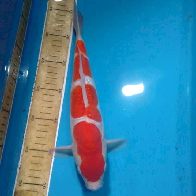 Kohaku doitsu