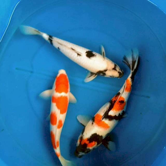 Sk mix koi