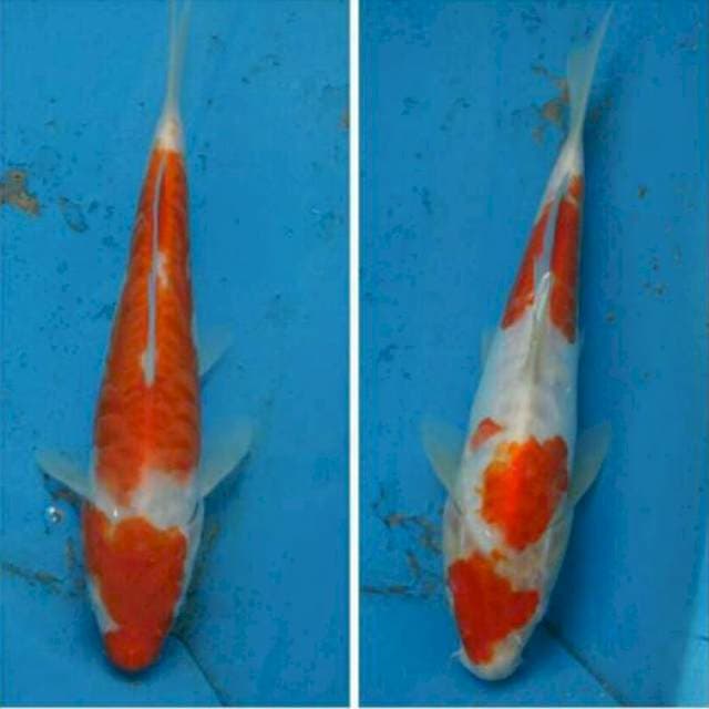 Duo Kohaku Aragoke F1