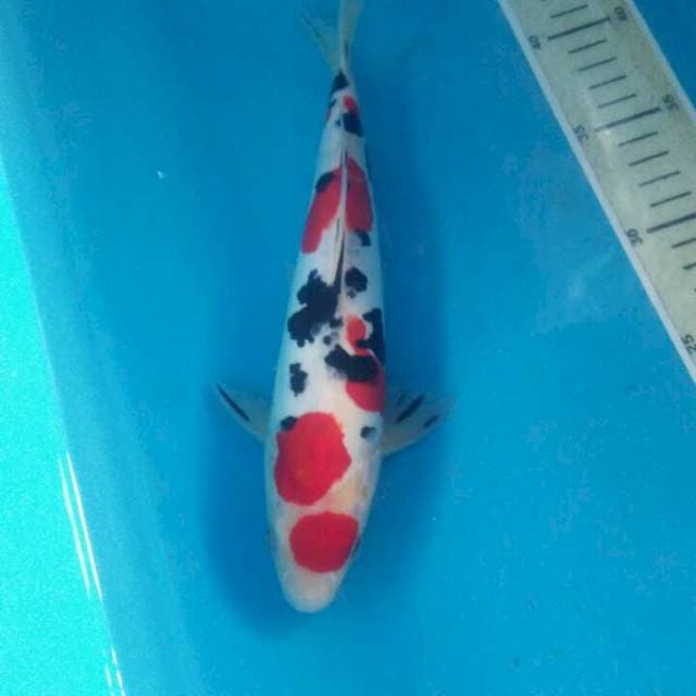 Sanke Doitsu, male 27 cm