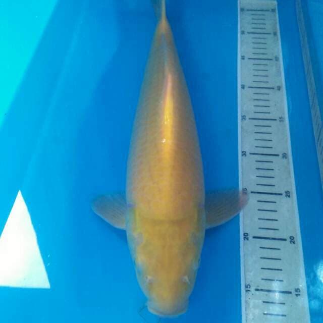 Karashi, male 46 cm