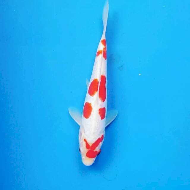 KOHAKU DOITSU AJIIB