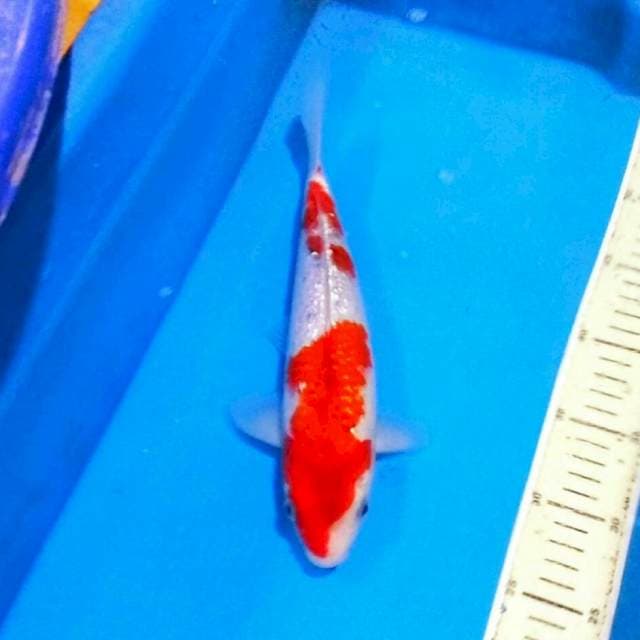 Goshiki ginrin F1
