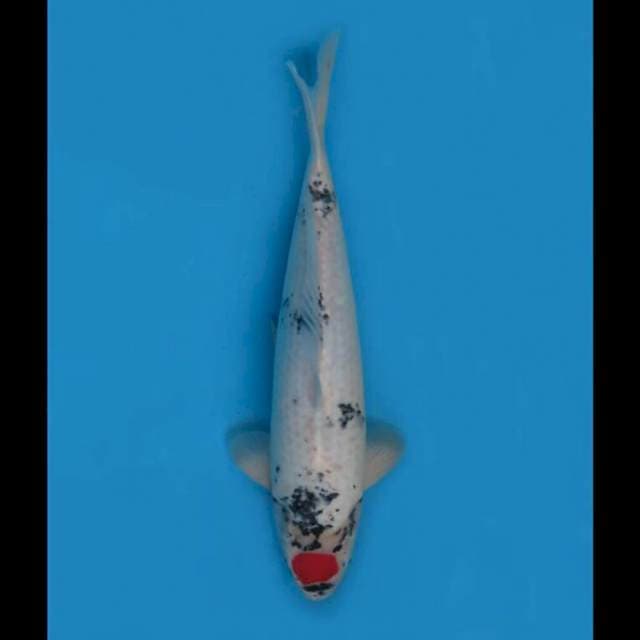 43cm Male - Tancho Showa Original