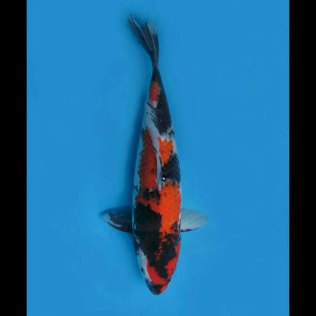 40cm Female - Showa Sanshoku Jumbo 