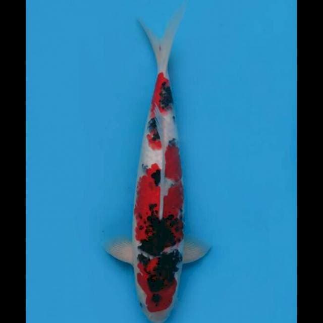 42cm Male - Red Taisho Sanke Jumbo 