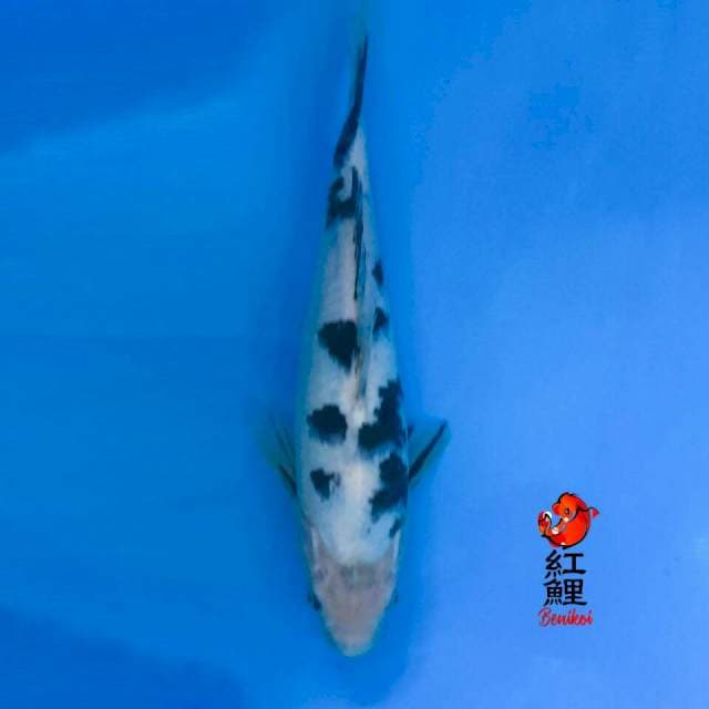 Bekko 25cm