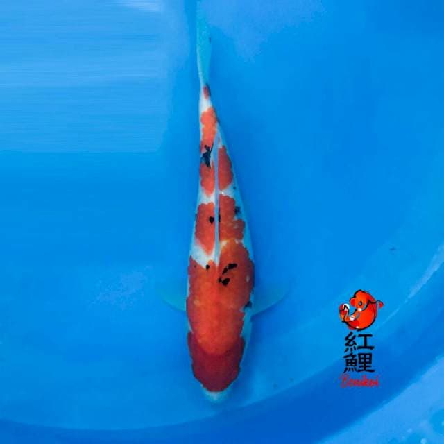 Sanke 28cm