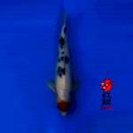 Tancho sanke 34cm tategoi