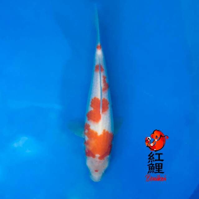 Kohaku 28cm