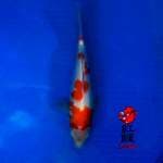 Kohaku 28cm