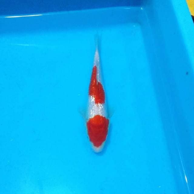 Nidan full ginrin kohaku