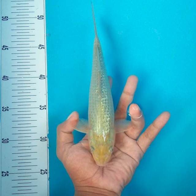GINRIN #25CM