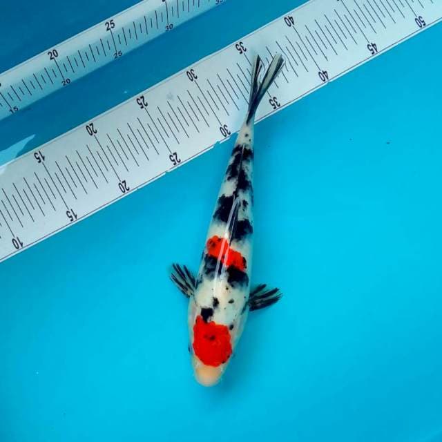SANKE #29CM