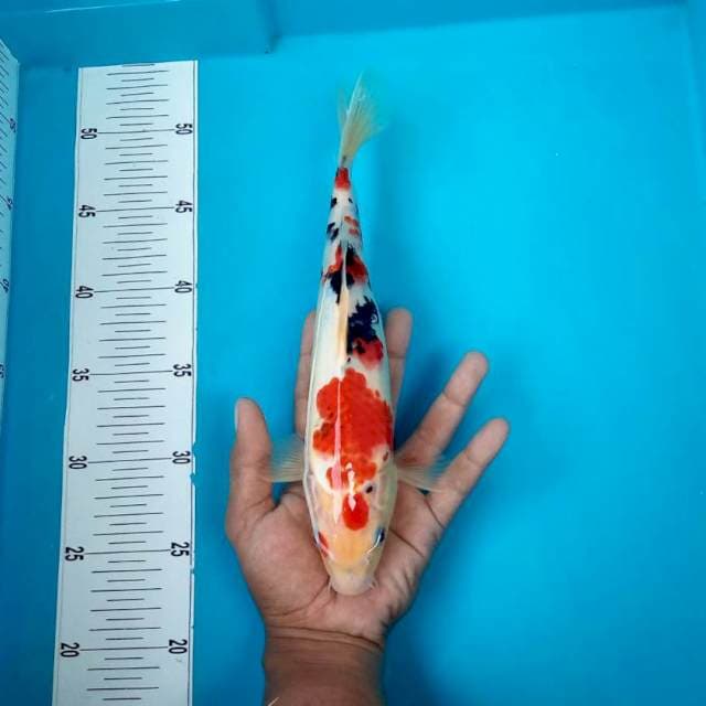 SANKE #28CM